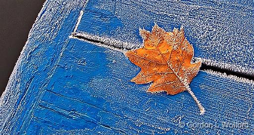 Frosty Autumn Leaf On A Frosty Dock_P1210444-6.jpg - Photographed along the Rideau Canal Waterway near Smiths Falls, Ontario, Canada.